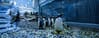 Dubai Aquarium & Underwater Zoo - Penguin Encounter - Experiences - Image 3