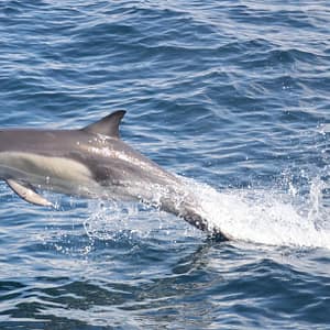 Dolphins Watching - Sightseeing and Tours - Image 3