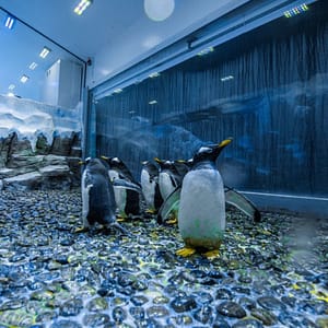 Dubai Aquarium & Underwater Zoo - Penguin Encounter Experiences