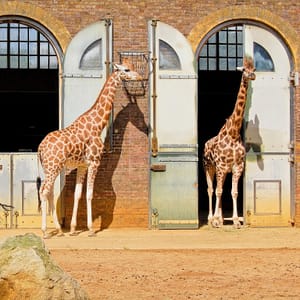 London Zoo: Entry Ticket Recently Added Experiences