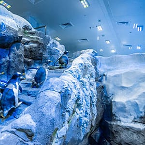 Explore Dubai Aquarium