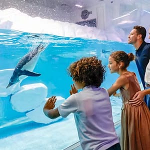 Explore Dubai Aquarium With Frame