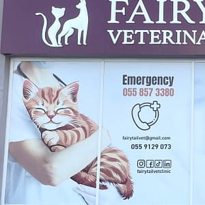 Grooming For Medium Dogs