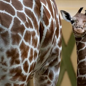 ARTIS Amsterdam Royal Zoo: Entry Ticket Recently Added Experiences
