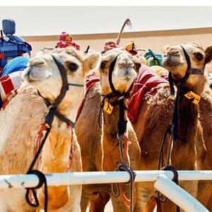 Camelicious Dubai Must-see attractions