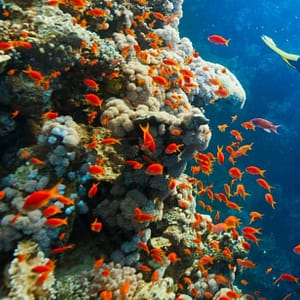 Diving Experience in Khasab - Outdoor Attractions - Image 3