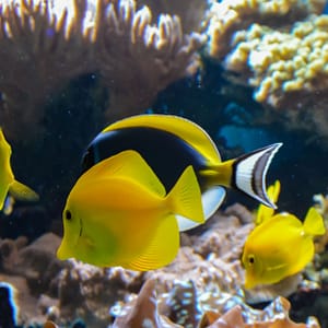 SEA LIFE London Aquarium - Entry Ticket - Top-Rated Attractions - Image 3