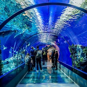 Istanbul Aquarium Ticket & Shuttle  Istanbul Aquarium