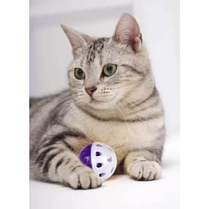 NEW 6pcs Toys for Cats Ball with Bell Playing Chew Rattle Scratch Plastic Ball Interactive Cat Training Toys Cat Toy Pet Supplies Pet Supplies