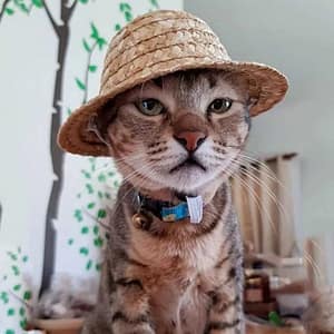 Hawaiian Party Cat Hat Vintage Adjustable Strap Fashion Straw Sun Hat Pet Hats Pet Costume for Cat Dog Pet Clothing Accessories Pet Supplies