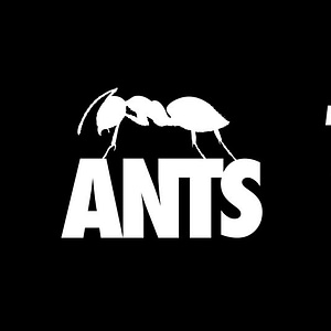 ANTS at Ushuaïa Dubai Harbour Experience - Nightlife - Image 2