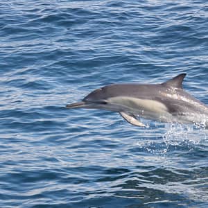 Dolphins Watching Sightseeing and Tours