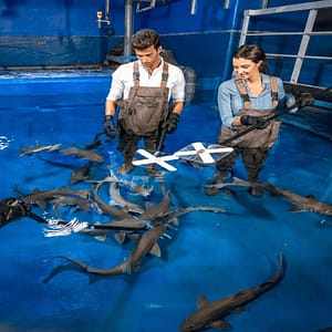 Dubai Aquarium & Underwater Zoo - Shark Trainer Encounter - Experiences - Image 2