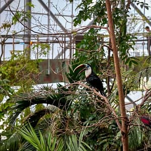 Green Planet: Dubai's Indoor Rainforest - Skip The Line at The Green Planet