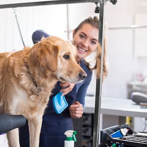 Pamper Your Furry Friends With Basic Or Full Grooming For Dogs & Cats Dubai