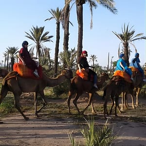 Camel ride at sunset in Marrakech palm grove at Marrakesh