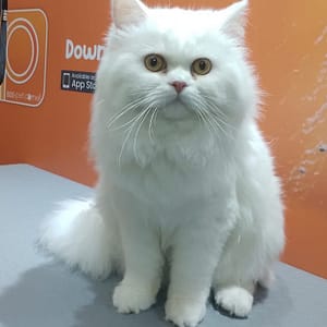 Basic Or Full Grooming At Pet Corner Dubai