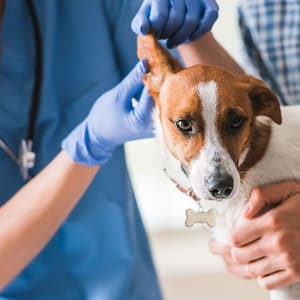 Ensure Your Pets Health With Annual Vaccination For Cat Or Dog! Dubai