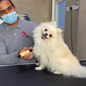 Extensive Pet Grooming Service Dubai