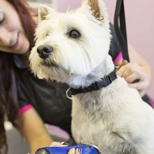 Grooming - Pet Abu Dhabi