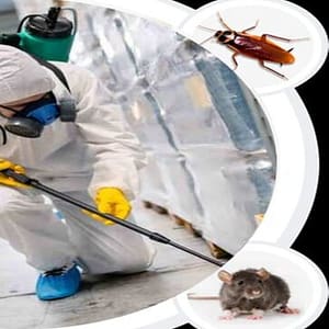 Pest Control Service - General Dubai