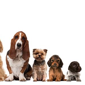 Up To 0% Off On At Al Raha Veterinary Clinic Abu Dhabi