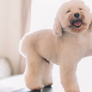 Cat Or Dog Full Grooming Dubai