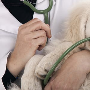 Veterinary Services For A Dog Or Cat At Zoo Veterinary Clinic Abu Dhabi