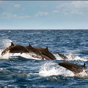 Dolphin Island Boat Trip Recently Added Experiences