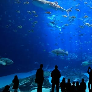 Istanbul Aquarium Ticket & Shuttle - Experiences - Image 2