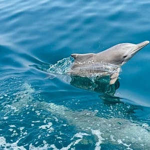 Full Day Dhow Cruise With Lunch - Must-see attractions - Image 2