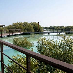 Jubail Mangrove Park - Boardwalk Experience  Jubail Mangrove Park