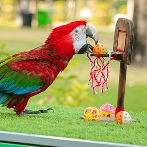 Exotic Bird Show - Dubai Dolphinarium - Dubai Dolphinarium - Image 2