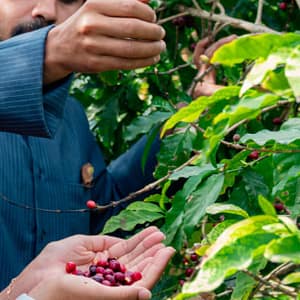 Hike with a local coffee farmer - Recently Added Experiences - Image 3