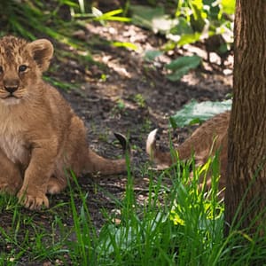 London Zoo: Entry Ticket - Recently Added Experiences - Image 2