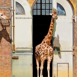 London Zoo: Entry Ticket - Recently Added Experiences - Image 3