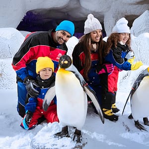 Ski Dubai: Snow Premium with Penguin Encounter - Attractions Special Offers - Image 3