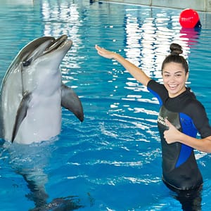 Swimming With Dolphins - Dubai Dolphinarium Dubai Dolphinarium