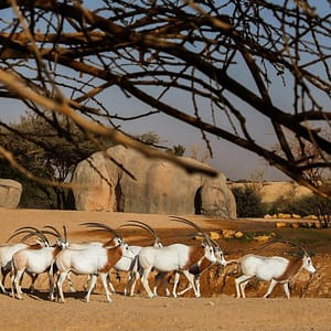 Al Ain Zoo Tickets Experiences