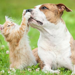 Basic Or Full Grooming For Cats Or Dogs Of Various Sizes Dubai
