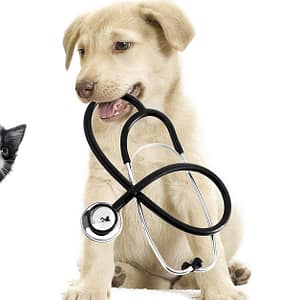 Get Specialized Vet Care For Your Pet At Cute Cat Veterinary Clinic Sharjah & N. Emirates