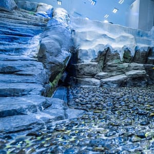 Dubai Aquarium & Underwater Zoo - Penguin Encounter - Experiences - Image 3