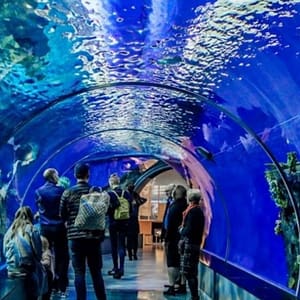 Istanbul Aquarium Ticket & Shuttle - Experiences - Image 3