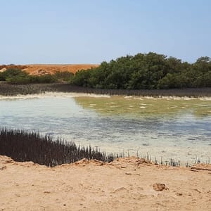 Jeep safari adventure at Nabq National Park with  camel ride and dinner - Sightseeing and Tours - Image 2