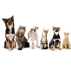 Full Cat And Dog Grooming In Jlt Dubai