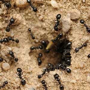 Pest Control Service - General Dubai
