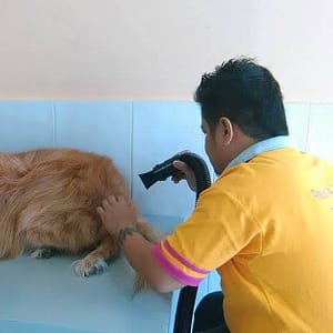 Full Grooming For A Cat Or Dog At Paws & Whiskers Pets Nursery Dubai