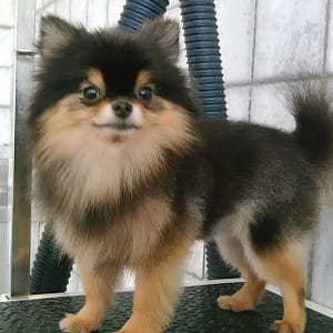 Pet Grooming Package At Sweet Grooming Pet Salon Abu Dhabi