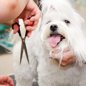 Pet Urine Removal Sharjah & N. Emirates