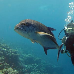 Scuba Diving Experience Dubai
